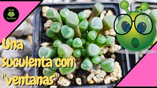 Cómo cuidar y propagar la Fenestraria rhopalophylla [upl. by Notxed744]