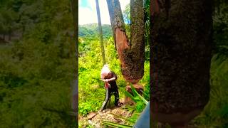 The Expert Tree Cutter treecutting cuttingskills [upl. by Assilram]