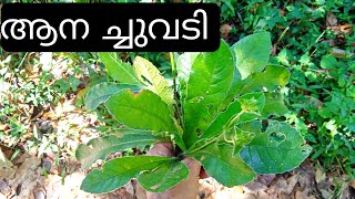 ആനച്ചുവടി \ Anachuvadi Plant Malayalam \ Elephantopus Scaber Plant [upl. by Arikehs]