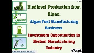 Biodiesel Production from Algae  Algae Fuel Manufacturing Business [upl. by Mic]