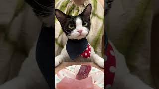 Is the new drooling cat good looking Devon Rex cat Cute pet debut plan Foodie cat Eating cat Re [upl. by Tebazile]