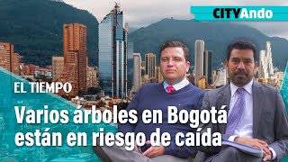 CITYAndo Varios árboles en Bogotá están en riesgo de caída  El Tiempo [upl. by Ursas333]