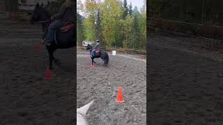 Sliding stop practice capcut horse equestrain reining barrelhorse friesianhorse capcutedit [upl. by Alexa]