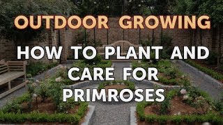 How to Plant and Care for Primroses [upl. by Eahsram]