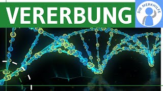 Wie funktioniert Vererbung Chromosomen Theorie Karyogramm amp Menschlicher Lebenszyklus  Genetik [upl. by Yendor]