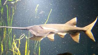 American Paddlefish Ram Suspension Feeding [upl. by Larine]