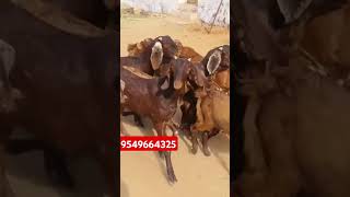 3 se 4 mahine ke Sirohi bakre goat goatfarmingkarnekatarika goatfarm farmfood homefarm [upl. by Briant]