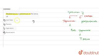 Bladderworm cysticercus is the larva of [upl. by Fricke]