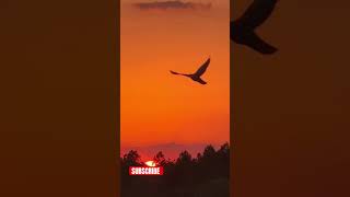 222 ANGEL MEDITATION SENSATIONAL TEXAS SUNSET clip nature love meditation [upl. by Lleral]