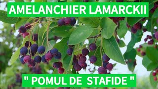 Amelanchier Lamarckii quotPomul de stafide quot descriere plantare  întreținere metode de utilizare [upl. by Irrab]