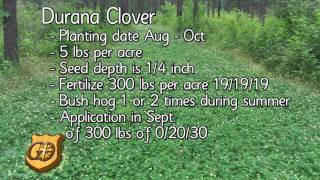 Deer Food Plots Durana Clover for Deer Hunting by Jayne Fears [upl. by Bacchus]