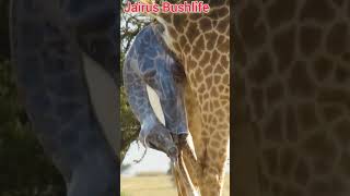 Giraffe gives birth live [upl. by Xirdnek]