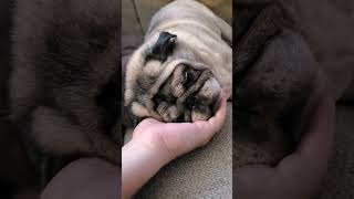 Pugsley asleep in his Dads hand [upl. by Stalker]