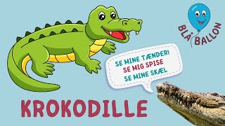 🐊Krokodille🐊 Sjov og lærerig film Se ægte krokodiller synge quot5 små aber sad på en grenquot [upl. by Airamak915]