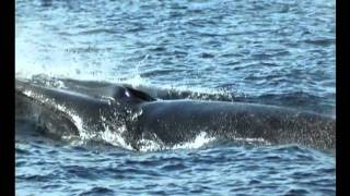 Il Re del mare e altre storie i giganti del mare in Toscana [upl. by Ryter864]