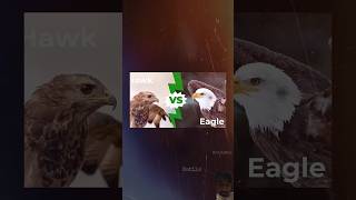 Eagle vs Hawk fight amazingfacts eagle eagles eaglefight animals hawkeagle birds eaglepower [upl. by Arvin]