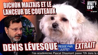 BICHON MALTAIS  Denis Lévesque  Whats Up Podcast Extrait [upl. by Jule]