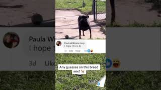 Crazy dog breed found in the hood  usa funnyvideo fun comedy comedyvideo memes viralvideo [upl. by Selegna]