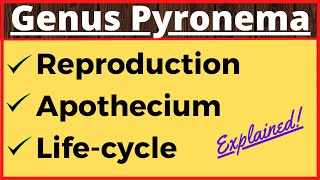 Genus Pyronema  Crozier Formation in Ascomycetes  Life Cycle  Ascospore Formation in Fungi Botany [upl. by Malchus]