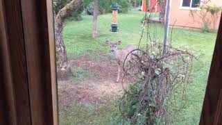 Deer in my Yard [upl. by Vey]