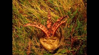 Devils Fingers or Octopus Fungus Clathrus archeri emerging from egg [upl. by Elkraps811]