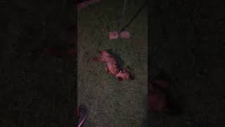 quotViennaquot the wiener dog rolling in the grass😄🌭😂dachshund puppy sausage bbq [upl. by Beryl936]