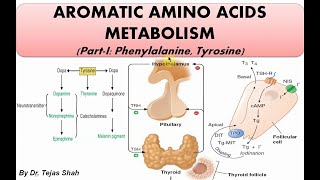 Phenylalanine and Tyrosine metabolism Part i [upl. by Erdnoed]