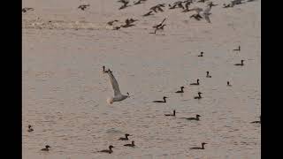 Migrating Mergansers [upl. by Musette]