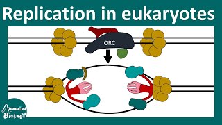 DNA replication in Eukaryotes  Prokaryotic vs Eukaryotic DNA replication  Molbio  CSIR NET [upl. by Sacul288]