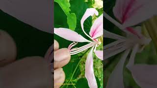 Outbreeding Devices in Plants  Self and Cross Pollination crosspollination plants flower [upl. by Galer]