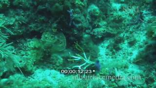 Stock footage Staghorn coral dying [upl. by Reifnnej]