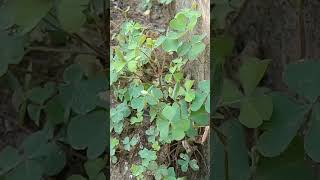 Oxalis ☘️ plant growing capacity moreampmoreyshortspls likeamp subscribe 🙏♥️🥰 [upl. by Jehu127]