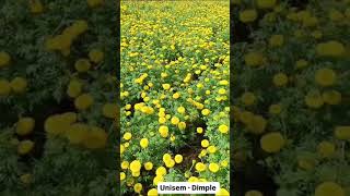 Unisem Marigold Dimple excellent flower quality very compact [upl. by Bena]