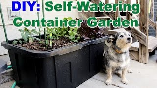 DIY SelfWatering Container Garden [upl. by Paymar]