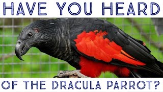 Have you heard of the Dracula Parrot [upl. by Gerti968]