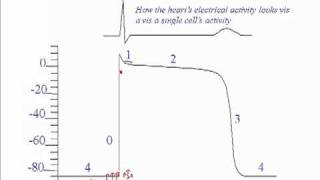 Cardiac Action Potential Part 1 [upl. by Llebiram]