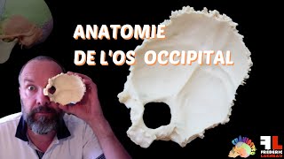 Anatomie de los occipital [upl. by Huda]