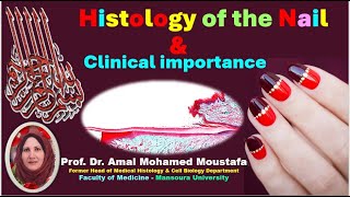 3 Histology of the Nail amp Nail Diseases Dr Amal mohamed moustafa [upl. by Auod]