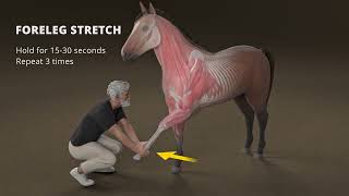 Equine Stretching  Foreleg Stretch [upl. by Iain332]