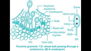 UREDOSPORE OF PUCCINIA [upl. by Carina951]