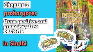 gram positive and gram negative bacteria class 11 biology Sindh board chapter 6 prokaryotes [upl. by Eceinhoj]