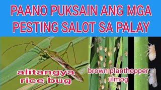 PANG CONTROL SA ULMOG AT RICE BUG NG PALAY [upl. by Adnorhs300]