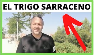 🟩 ¿Qué es el trigo sarraceno y sus propiedades [upl. by Halden129]