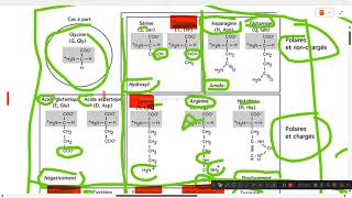 métabolisme des acides amines pour le résidanat [upl. by Ateuqram]