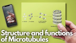 Microfilaments Intermediate Filaments and Microtubules [upl. by Yeliah]