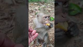 monkeybaby eating feed in jungle💐LP10 monkeys viral animals shortsvideo monkey youtubeshorts [upl. by Mano]