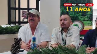 En Jalapa puedes comprar tu árbol navideño de pinabete [upl. by Willing708]