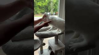 Giving Medicine to a cat How to open cats mouth [upl. by Attennek]