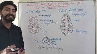 Study of Pinus male and female cone from fresh and preserved meterial by Mohsin Munawar [upl. by Ycam]