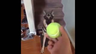 Duke do you want the ball😂 yttrending freefireshorts viral short shorts yt Dogpet [upl. by Lynnette768]